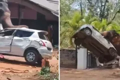 Elefante fuera de control ataca y mata a un hombre en segundos