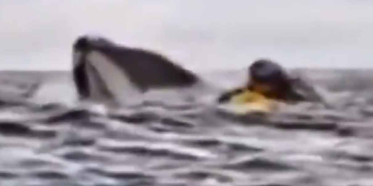 Ballena se TRAGA y ESCUPE a joven en el estrecho de Magallanes