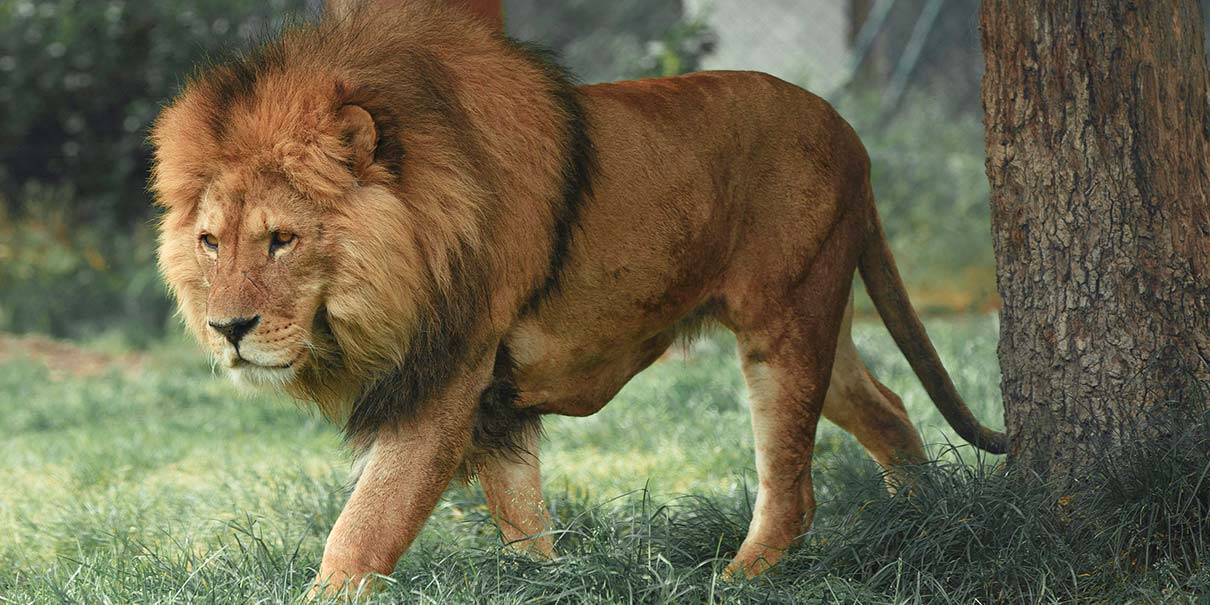 León sorprende a habitantes de Ocoyoacac al pasearse por las calles