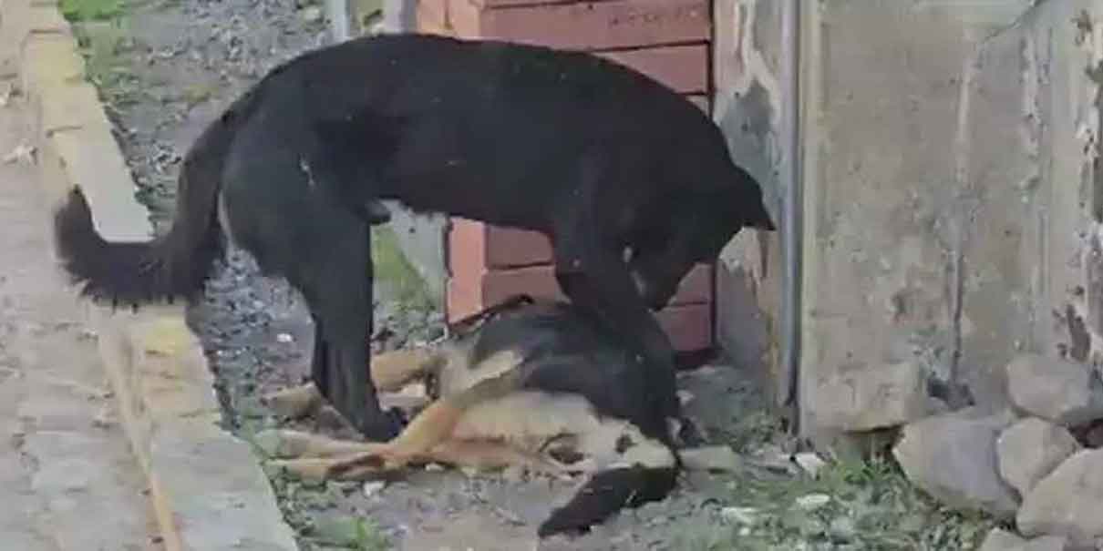 Perro intenta despertar a su compañero envenenado en Atlixco