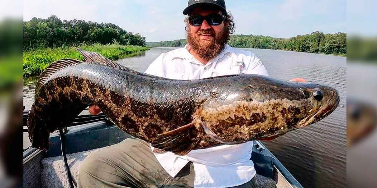 El pez cabeza de serpiente: el depredador invasor que avanza por Estados Unidos