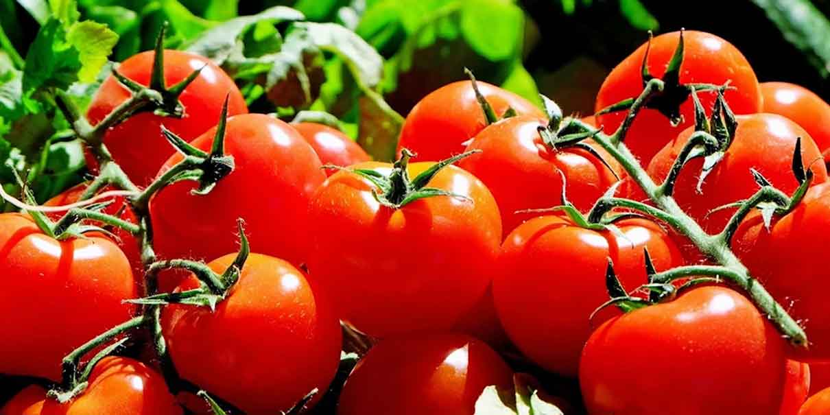EU rompe acuerdo y aplica nuevo arancel del 20.91% al tomate mexicano