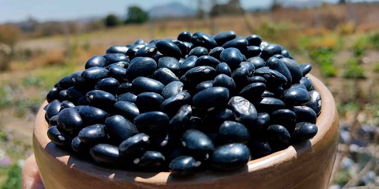 Cosechando soberanía: Puebla liderará proyectos de alimentación 