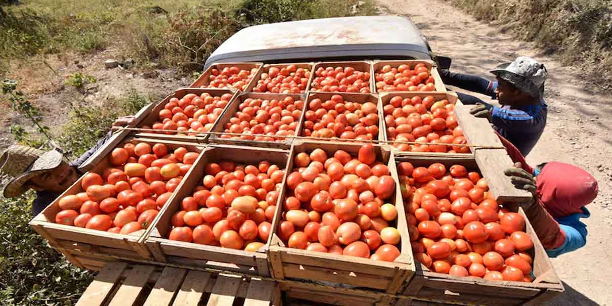 Sheinbaum: EU notificó a abogados, no al gobierno, sobre arancel al jitomate