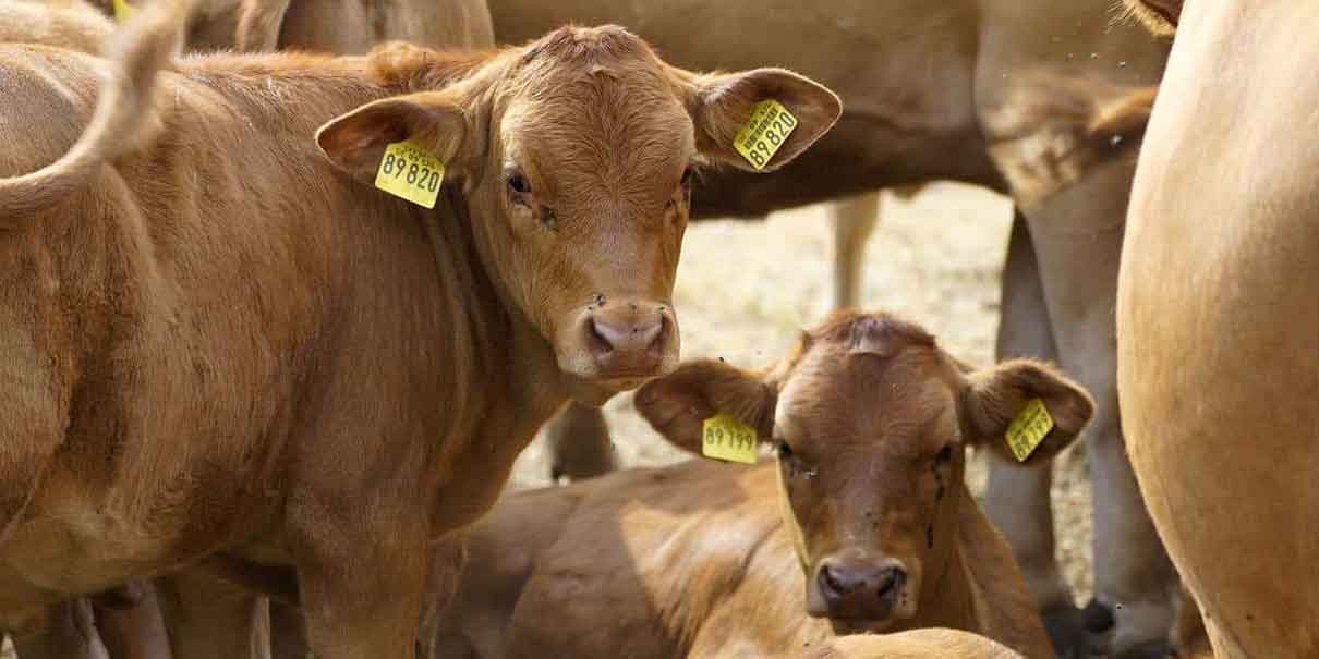 Entrada ilegal de ganado enciende alarma entre productores; piden cerrar las fronteras del sur