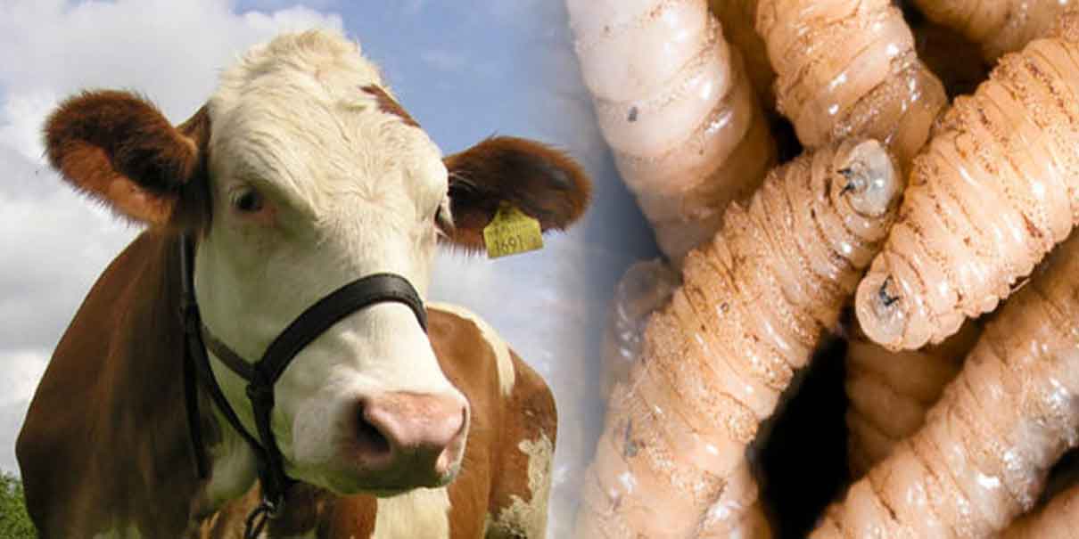 EU frena importaciones de ganado mexicano por brote de gusano barrenador