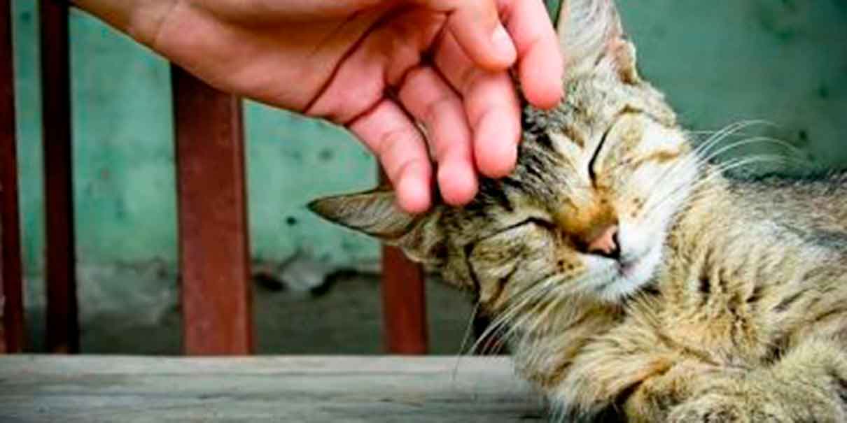 Ronroneos que sanan: Estudio confirma impacto positivo de los GATOS en la salud mental 