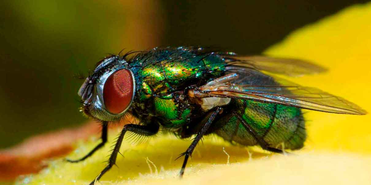 Qué plantas ahuyentan a las MOSCAS en temporada de calor