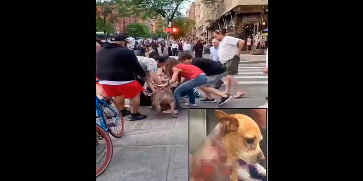 Pitbulls atacan a la perrita Penny en pleno paseo y sus dueños huyen del lugar