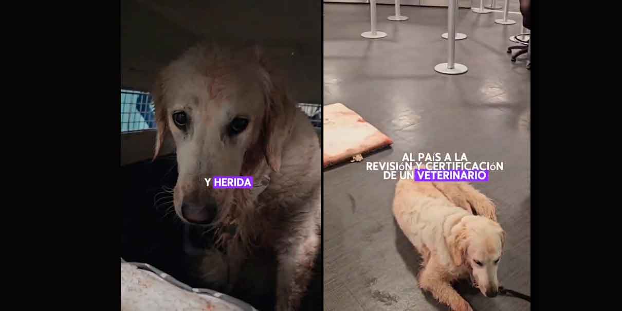 VIDEO. Aeroméxico niega negligencia en traslado de mascota herida, caso de maltrato se vuelve viral