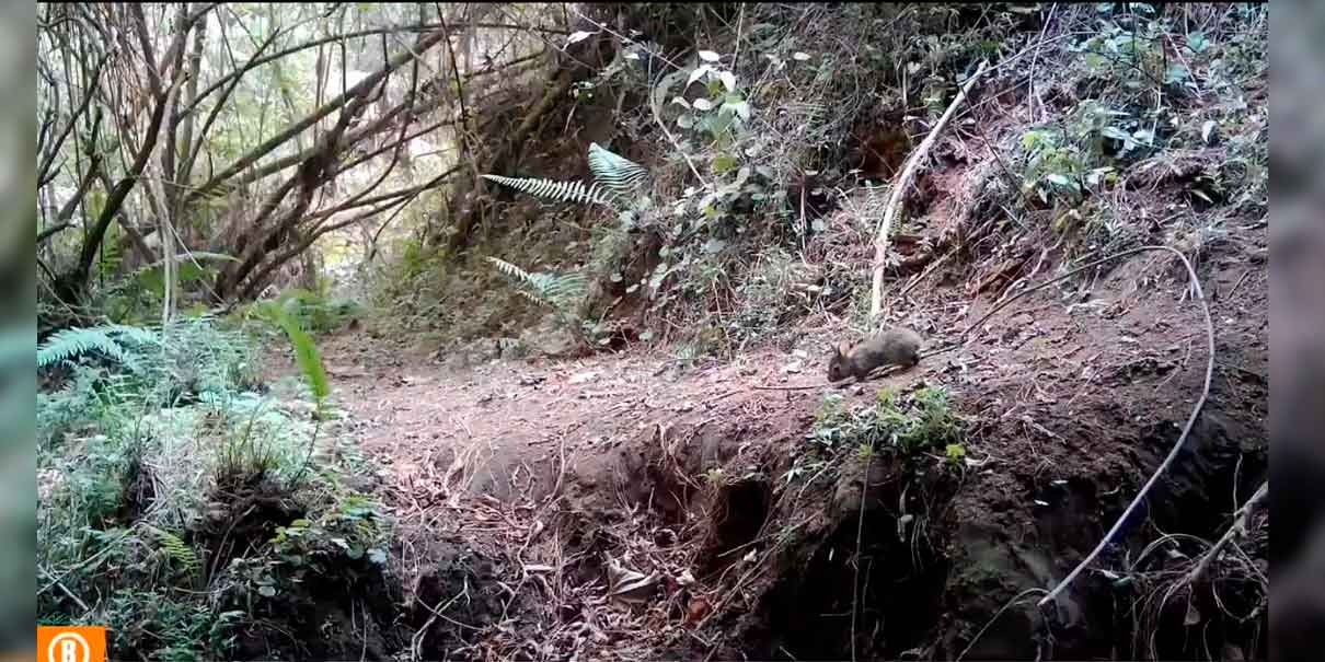 VIDEO. Redescubren al conejo de Omiltemi, por un siglo fue declarado extinto en México
