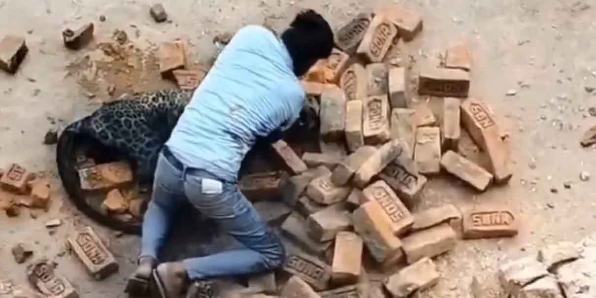 Hombre pelea a puños contra un leopardo
