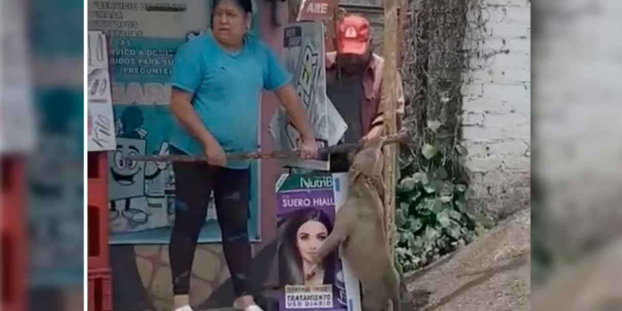 IMÁGENES SENSIBLES. Tortilleros en Texcoco ahorcan hasta matar a perro pitbull. Testigos les gritan "cárcel"