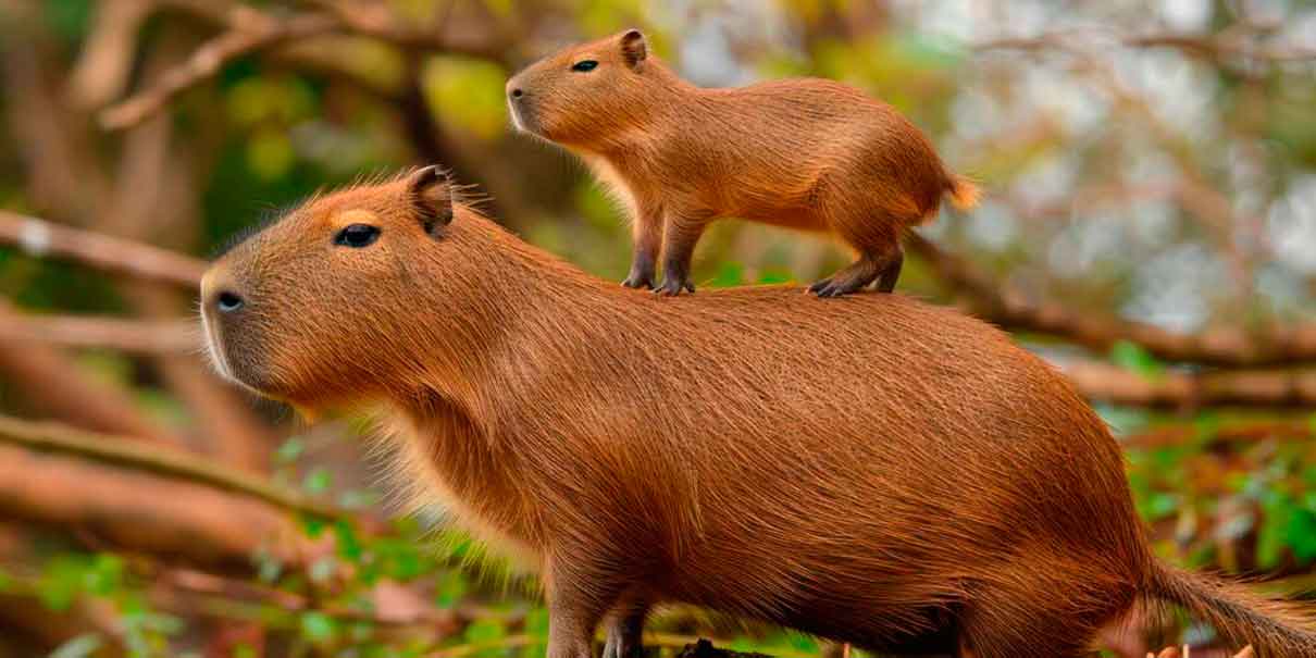 La popularidad del capibara resulta peligrosa; traficar su especie se ha vuelto un negocio