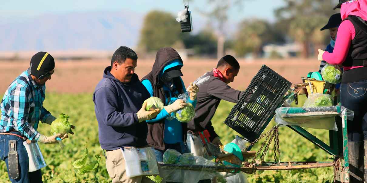 Trabajadores agrícolas de California inician huelga de 72 horas por redadas de ICE
