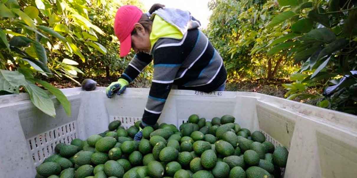 Un nuevo mercado para el aguacate mexicano: Brasil será un nuevo comprador