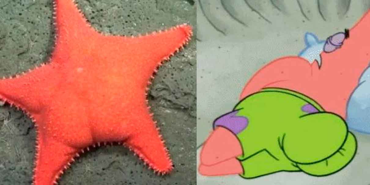 Descubren estrella apodada “culona” y causa furor en redes ¿Eres tu Patricio?