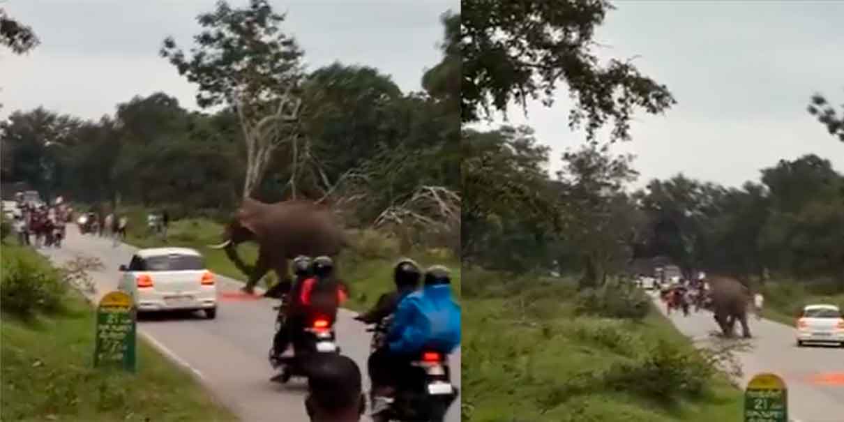 VIDEO. Turista es atacado por elefante en India tras violar reglas de seguridad en reserva natural