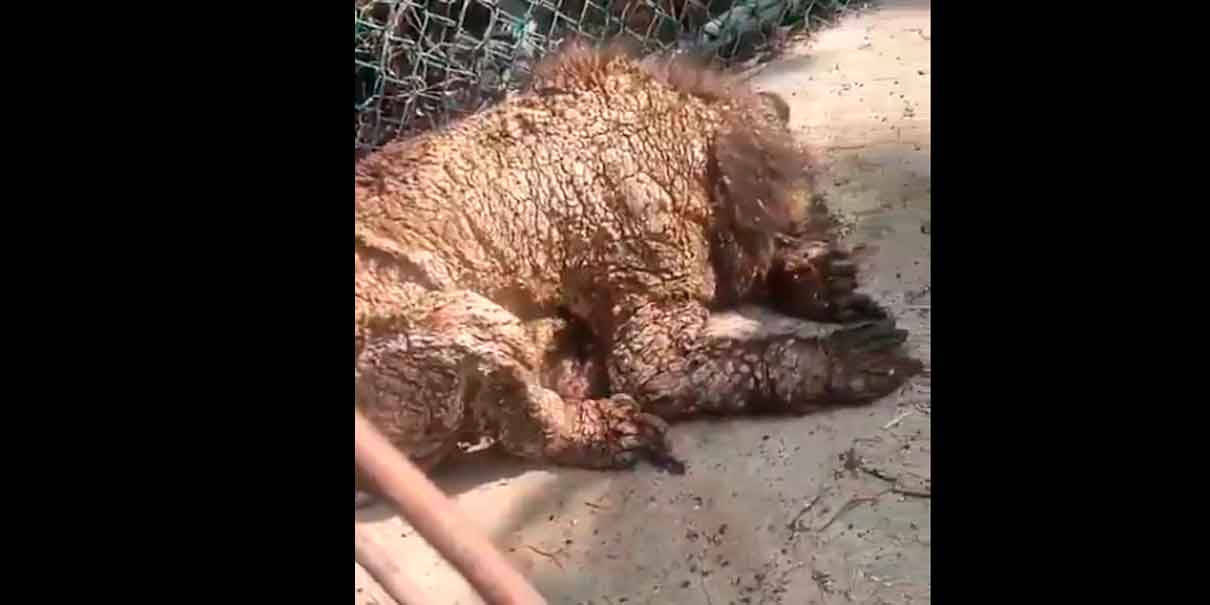 IMÁGENES SENSIBLES. Osa negra en estado grave de salud causa indignación