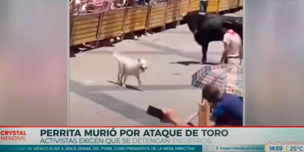 IMÁGENES SENSIBLES. Protestas por muerte de perrita atacada por toro en encierro San Marqueño