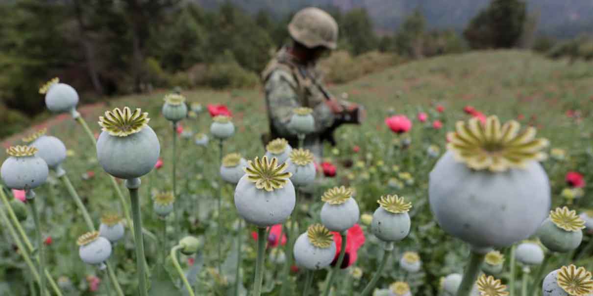 Producción de amapola del Cártel de Sinaloa cae 94% por operativos militares