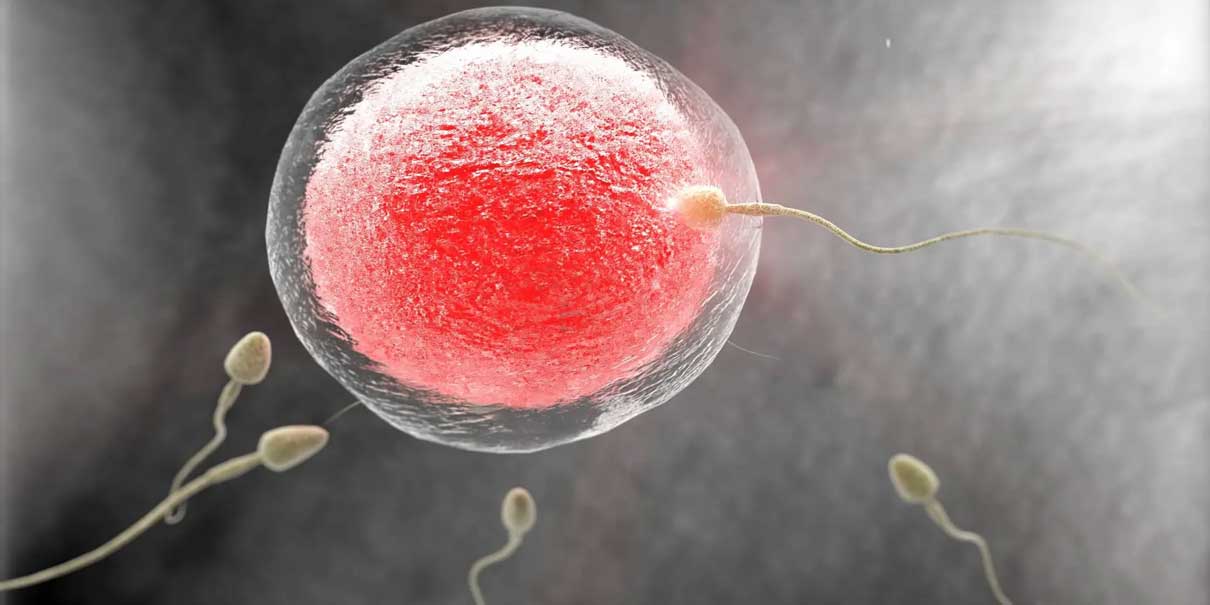 Óvulos humanos creados desde piel: avance promete ayudar a mujeres infértiles y parejas del mismo sexo