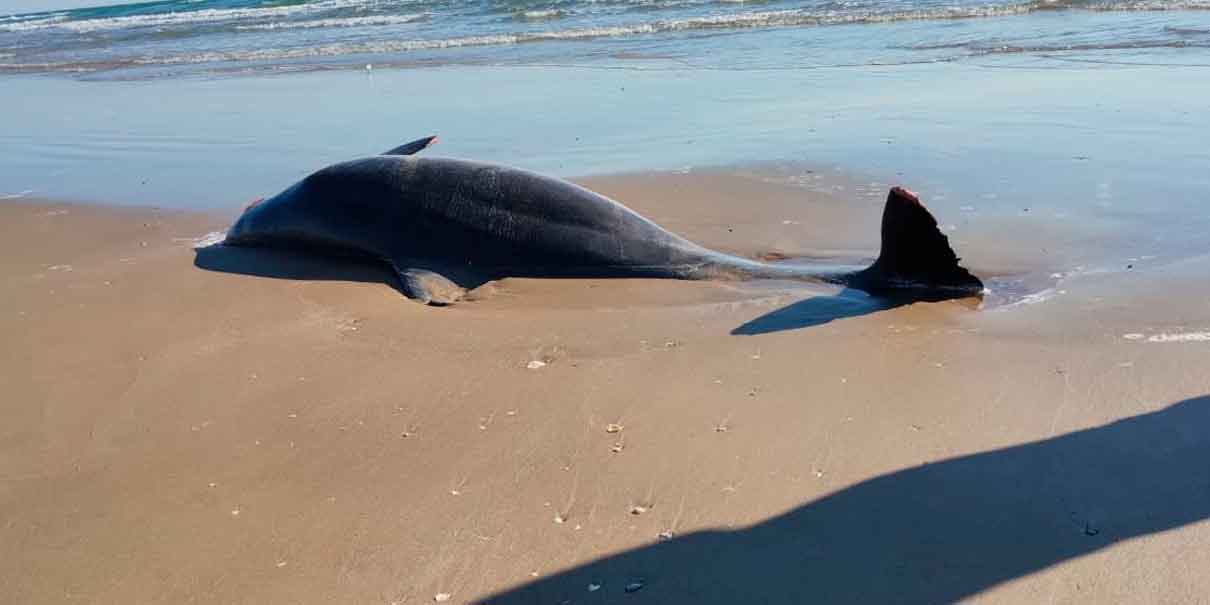 Basura espacial del cohete Starship de Space X causa muerte de delfines en Tamaulipas