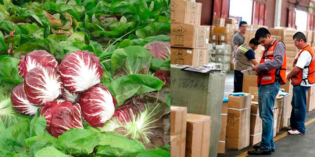 CBP detecta plaga de insectos en cargamento de radicchio proveniente de México
