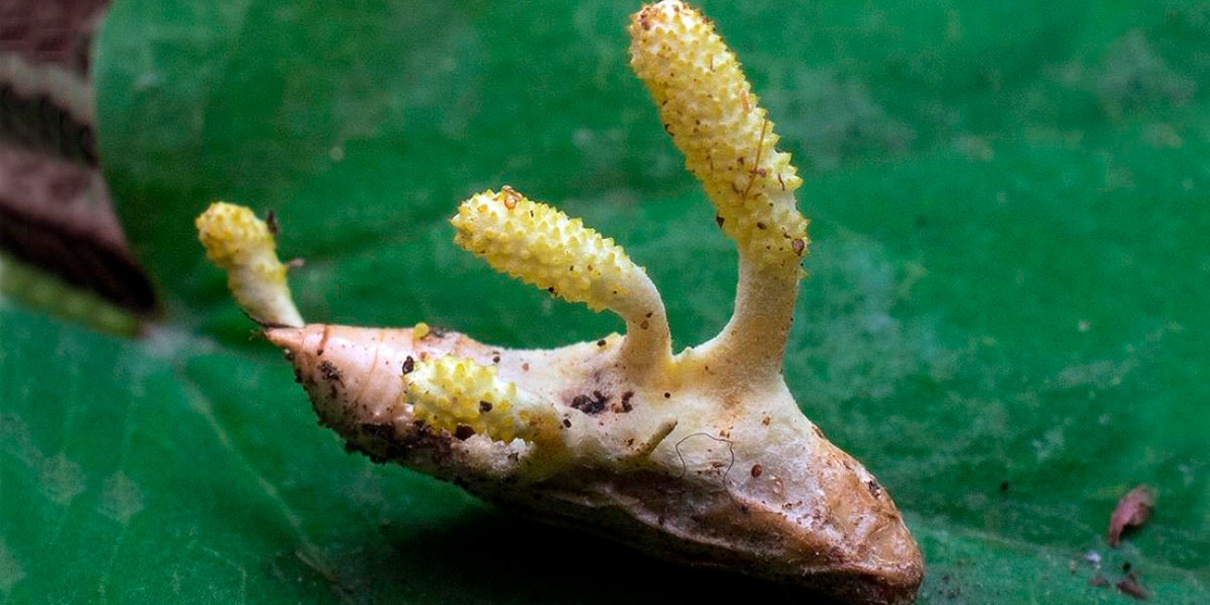 Científicos mexicanos descubren el hongo ‘Cordyceps mexicana’, con potencial farmacéutico