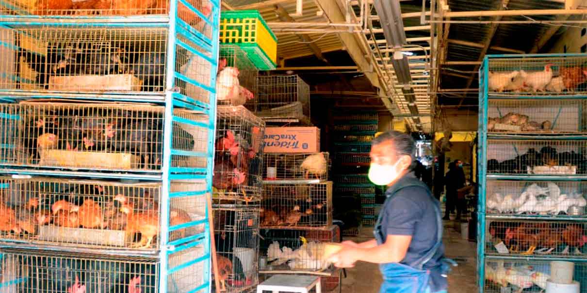 Tribunal ordena el fin del comercio de animales en el Mercado de Sonora