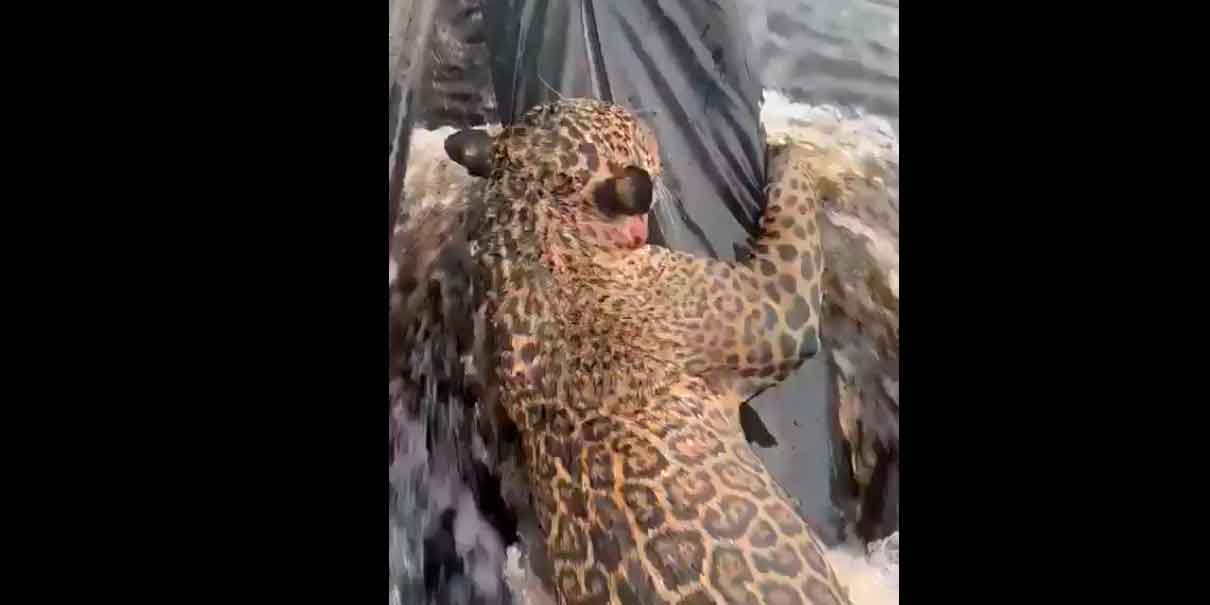 VIDEO. Jaguar con 30 disparos se aferra a lancha para salvar su vida en Brasil