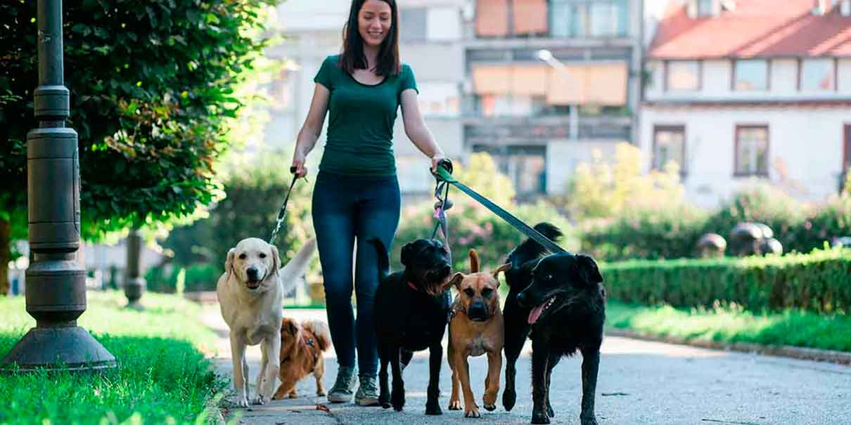 Paseadores de perros en CDMX: el oficio que puede pagar más que una carrera profesional