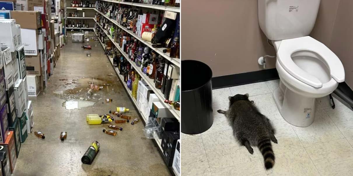 Mapache borracho entra a licorería y termina su fiesta tirado en el baño