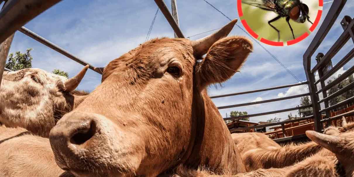 México amplía alerta nacional por gusano barrenador