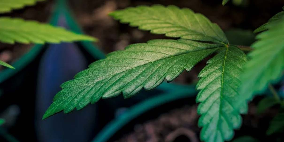 Orden de Trump reduce restricciones al cannabis y abre paso a la investigación médica