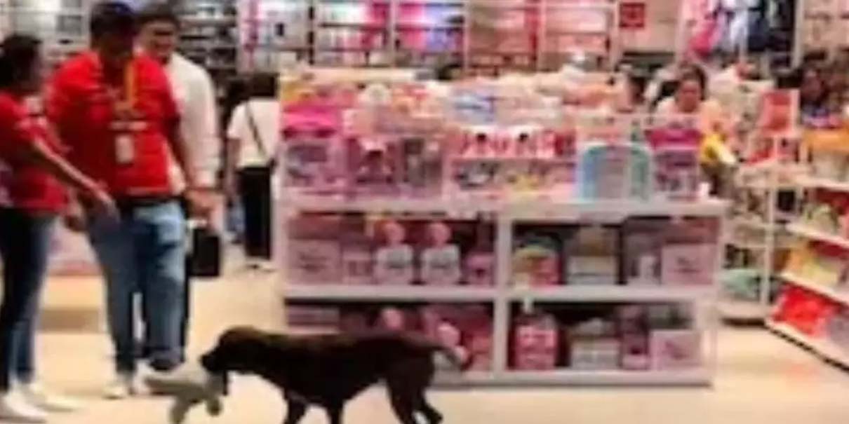 Perrito “roba” peluche en plaza de Yucatán y clientes hacen coperacha para comprarlo