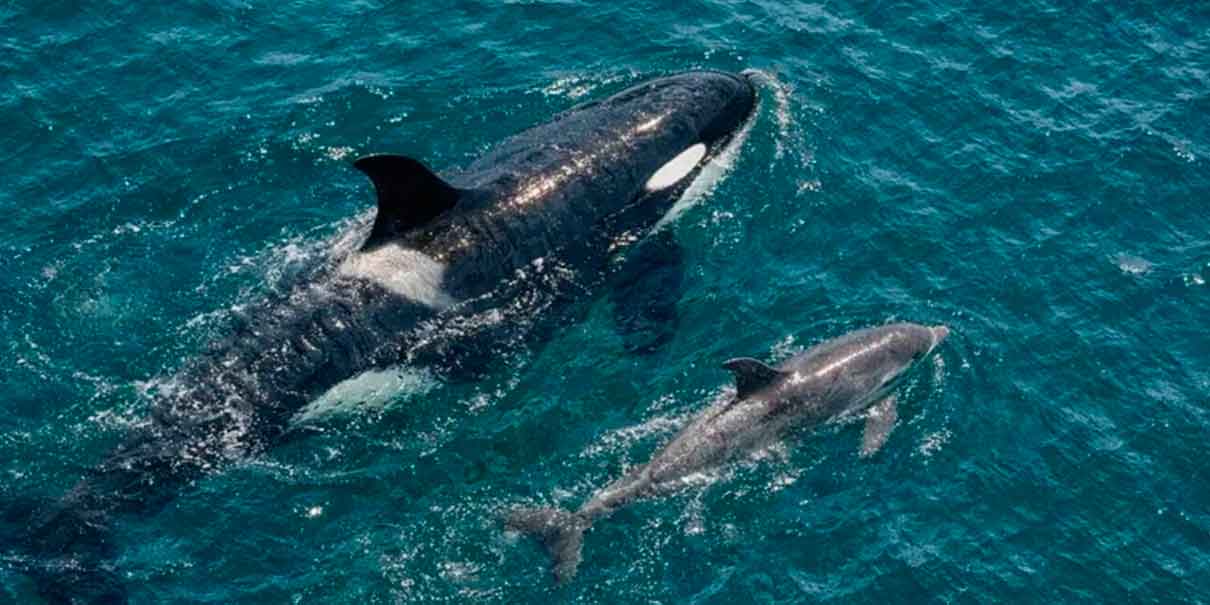 El hallazgo científico que rompe un esquema natural. Orcas y delfines cazan en colaboración