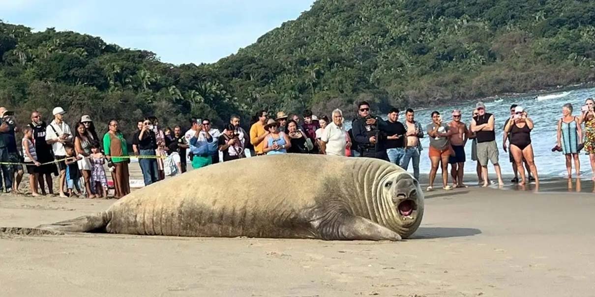 Enorme elefante marino sorprende a turistas en playa de Nayarit