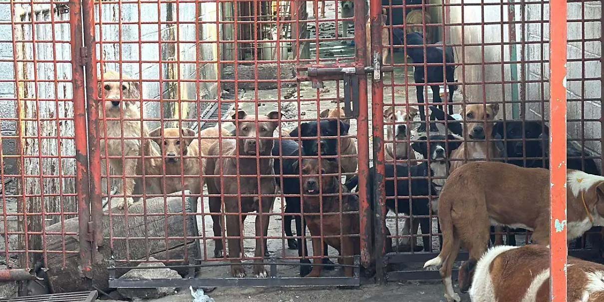 Rescate de casi mil animales en Refugio Franciscano expone maltrato a perros y gatos