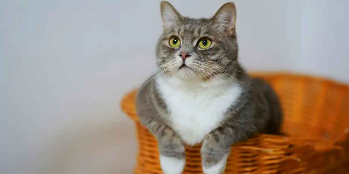 Día Internacional del Gato 20 de febrero: origen, historia y beneficios para la salud