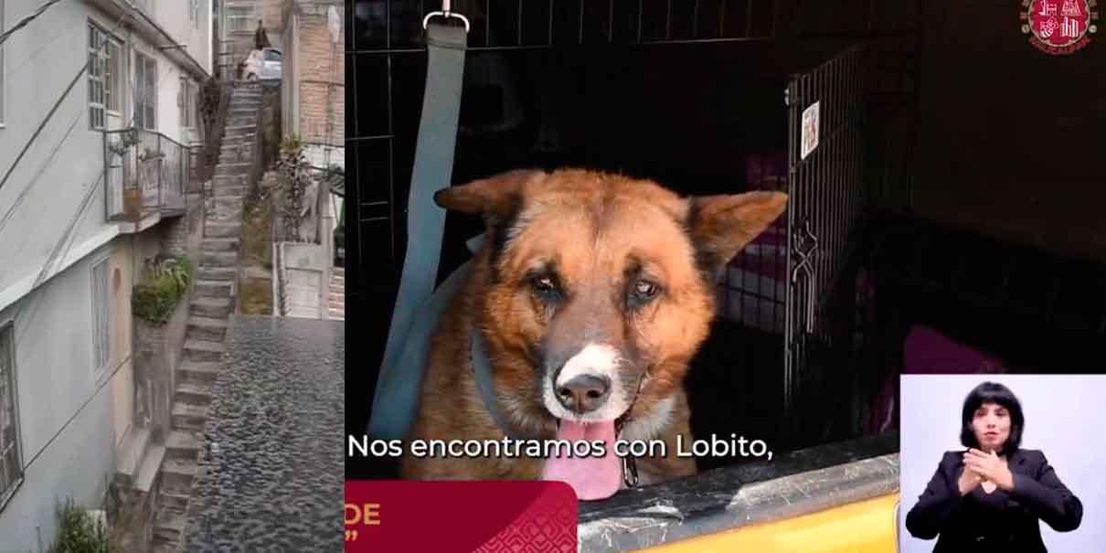 IMÁGENES SENSIBLES. Caso Lobito: indignación en Naucalpan por brutal acto de maltrato animal