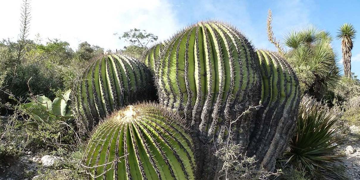 Jardín Botánico Helia Bravo Hollis: maravilla de cactus gigantes en Puebla