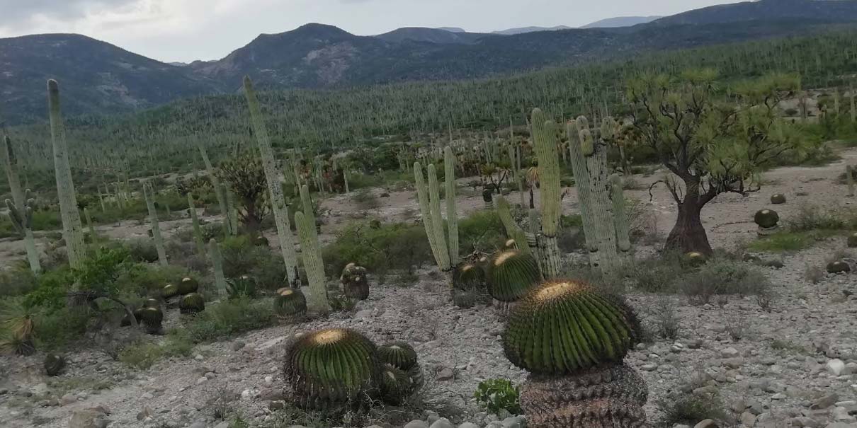 San Juan Raya, el rincón de Puebla que fue mar y hoy es un desierto lleno de fósiles