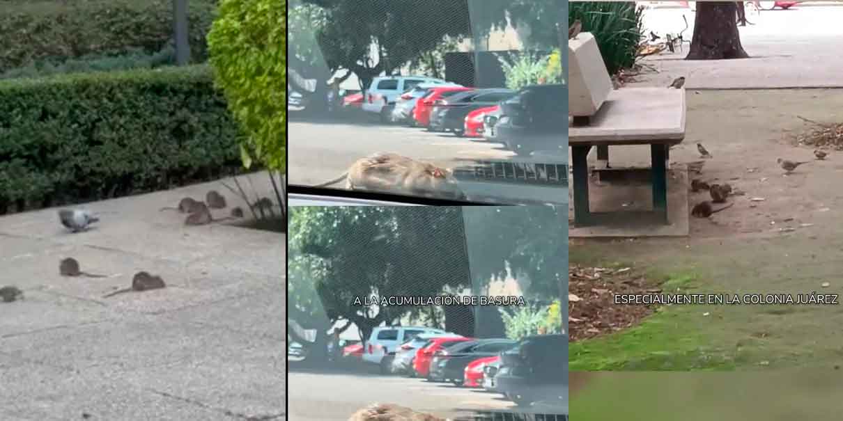 VIDEOS. Captan a a turistas cuadrúpedos en Paseo de la Reforma. Plaga de ratas en CDMX 