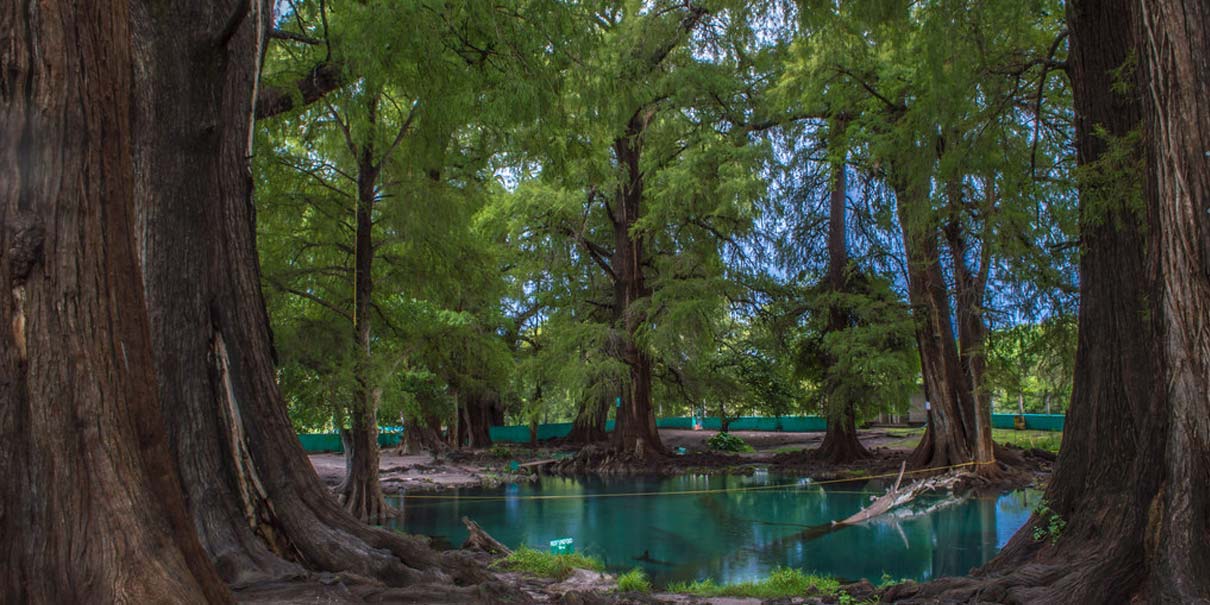 Visita Los Ahuehuetes de Tepeojuma, el destino natural imperdible de Puebla