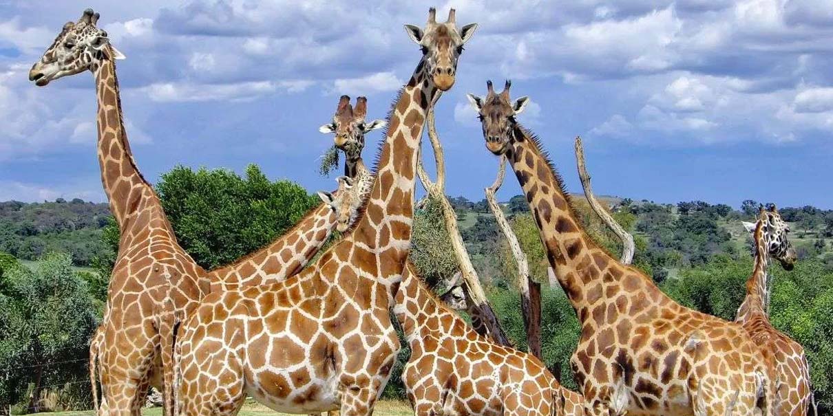 Africam Safari: vive la aventura salvaje más increíble de Puebla