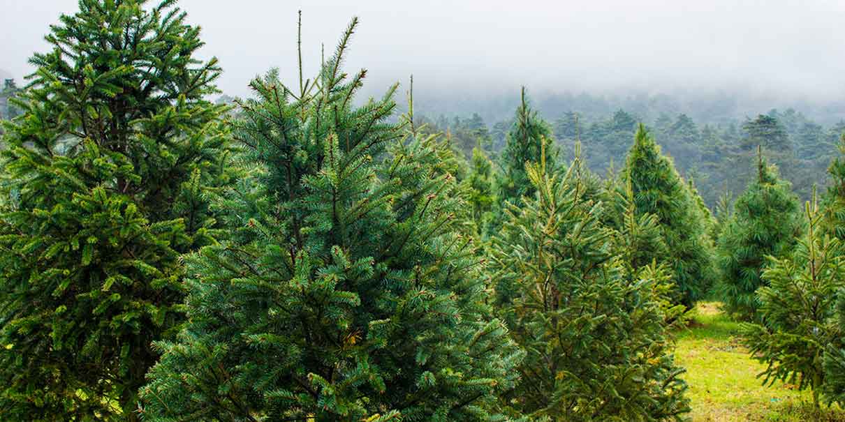 Así es el Bosque de los Árboles de Navidad en Amecameca, Estado de México