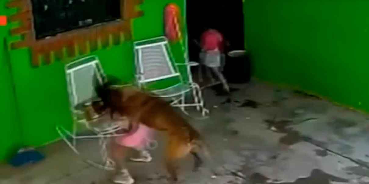 IMÁGENES SENSIBLES. Pastor belga que atacó a niña en Coahuila será sacrificado; menor recibió 68 puntadas