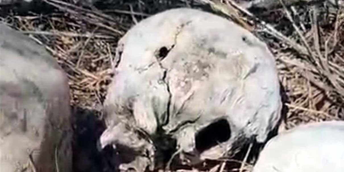 Hallan restos calcinados de 14 personas en Reynosa y advierten posible “zona de exterminio”