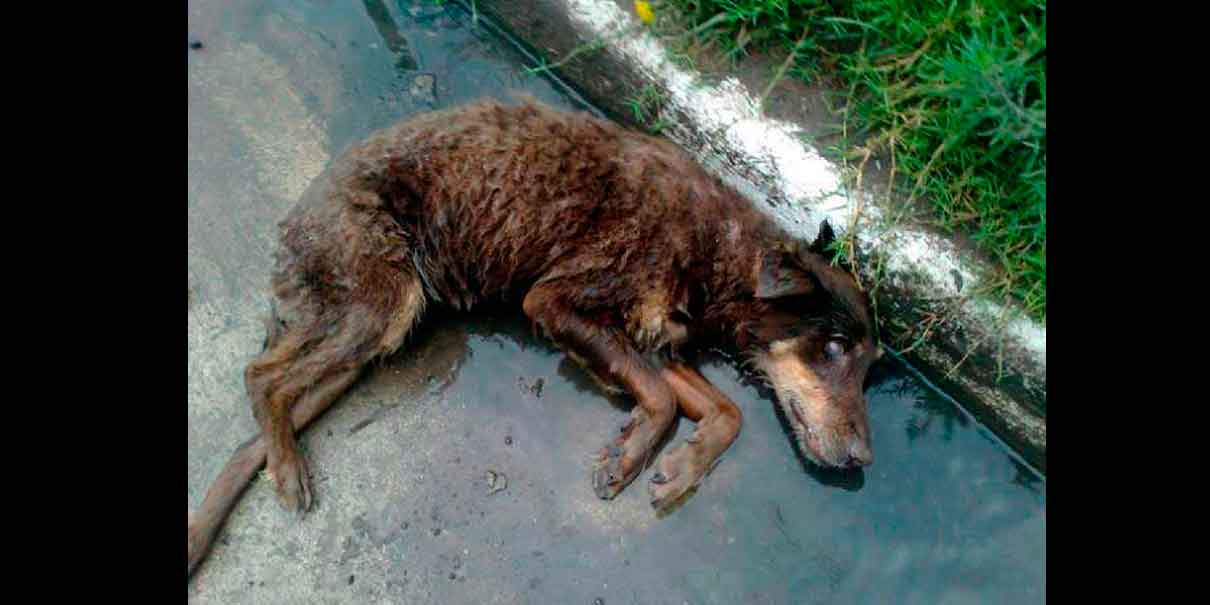  Indignación en San Mateo Atenco: detienen a hombre por presunto abuso sexual contra un perrito